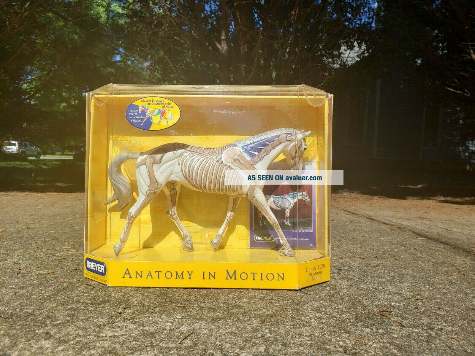 Breyer Traditional Scale Model Horse 1228 Anatomy In Motion NIB 