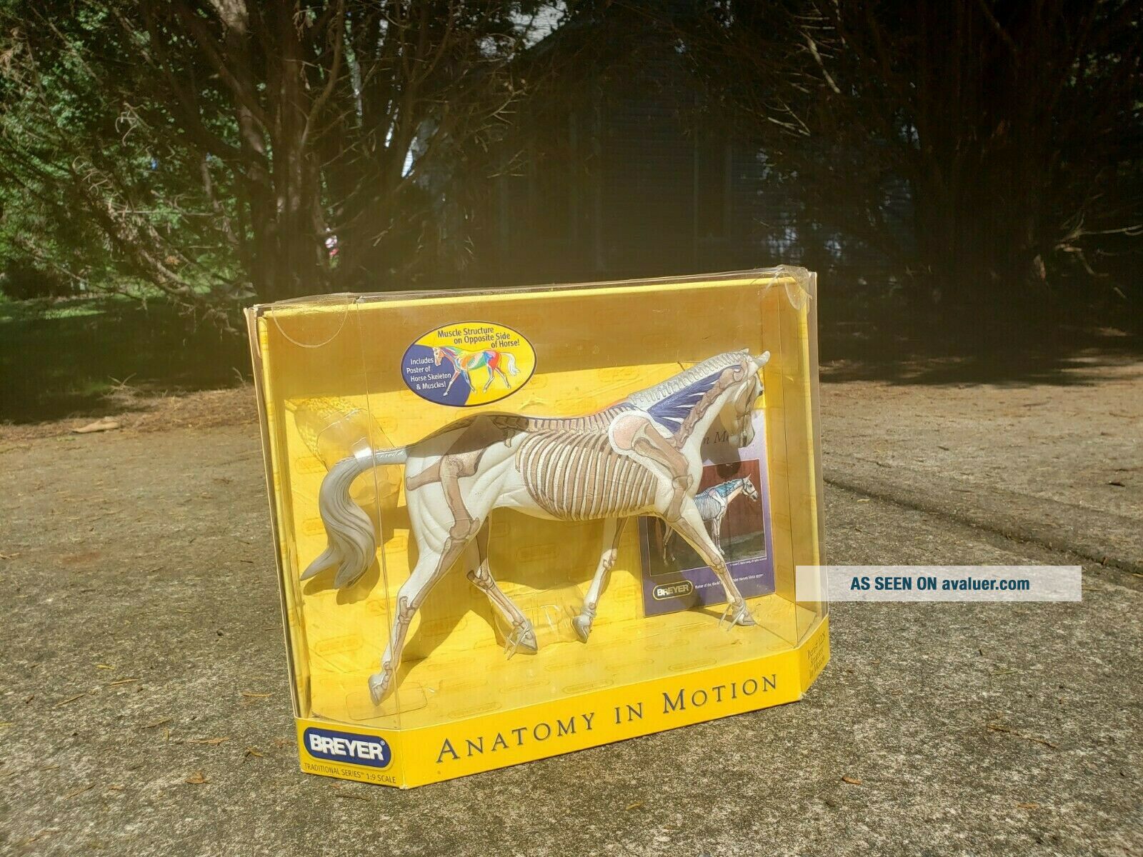 Breyer Traditional Scale Model Horse 1228 Anatomy In Motion NIB 