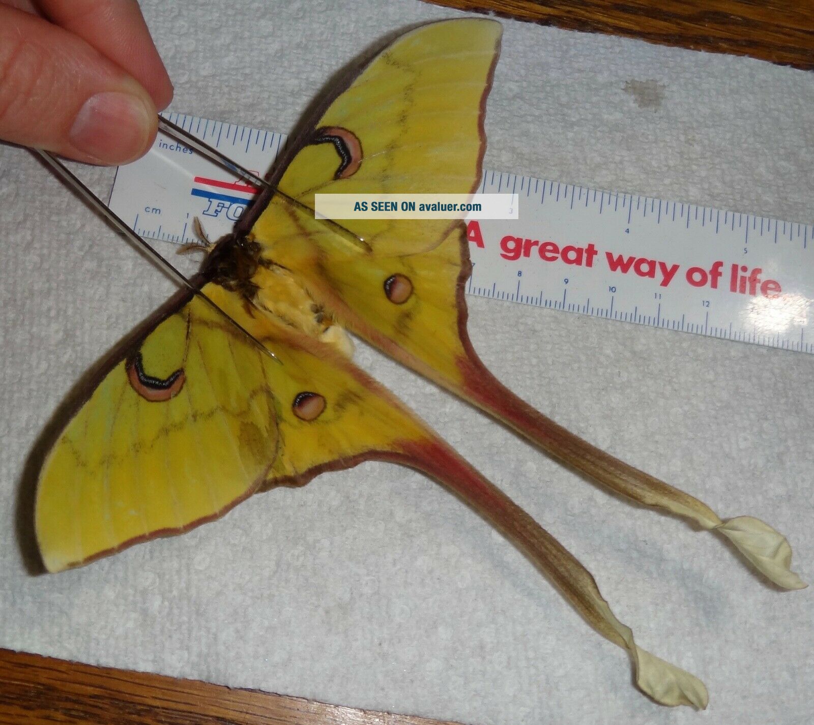 Saturniidae Reared Actias Isis Female AA11 Saturniid Moth Butterfly NB ...