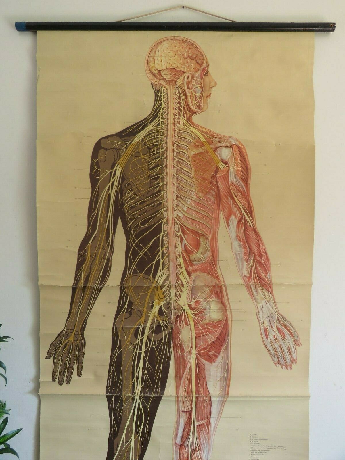 Vintage FULL BODY NERVOUS SYSTEM Medical School Chart Educational Chart ...
