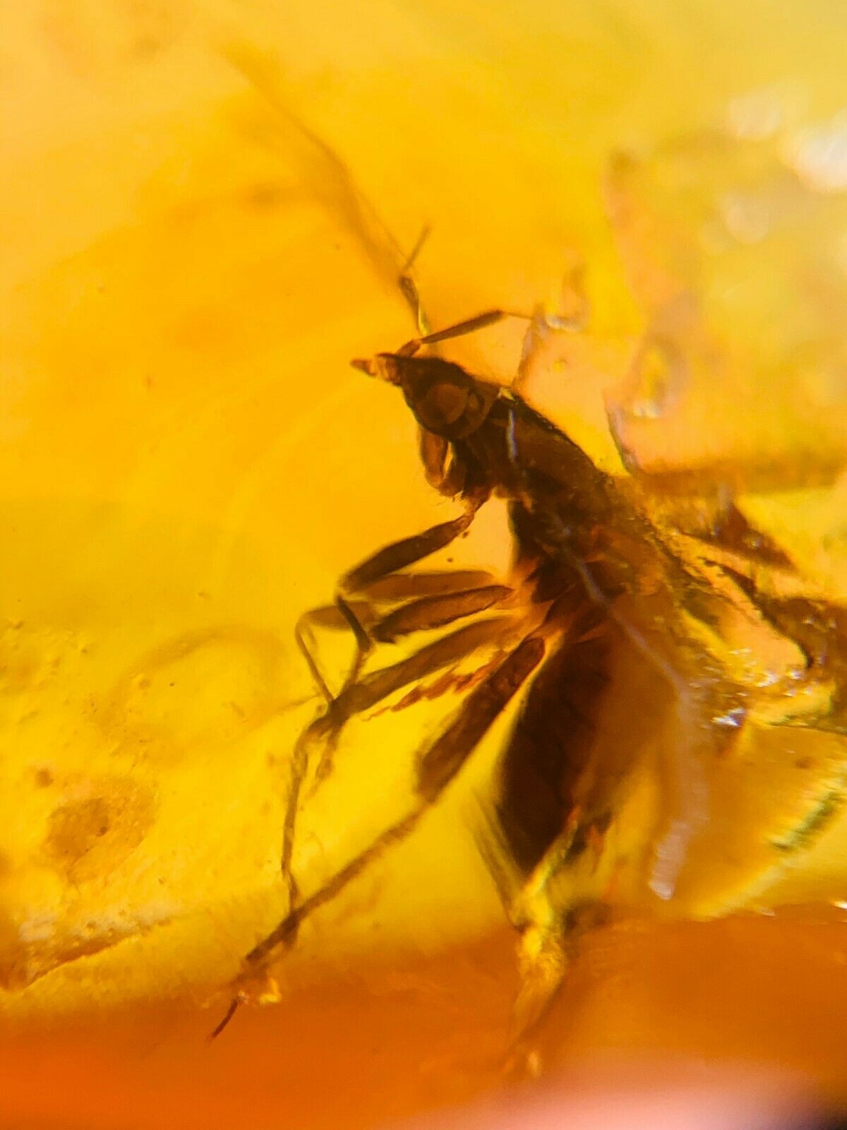 Heteroptera Stink Bug Burmite Myanmar Burmese Amber Insect Fossil ...