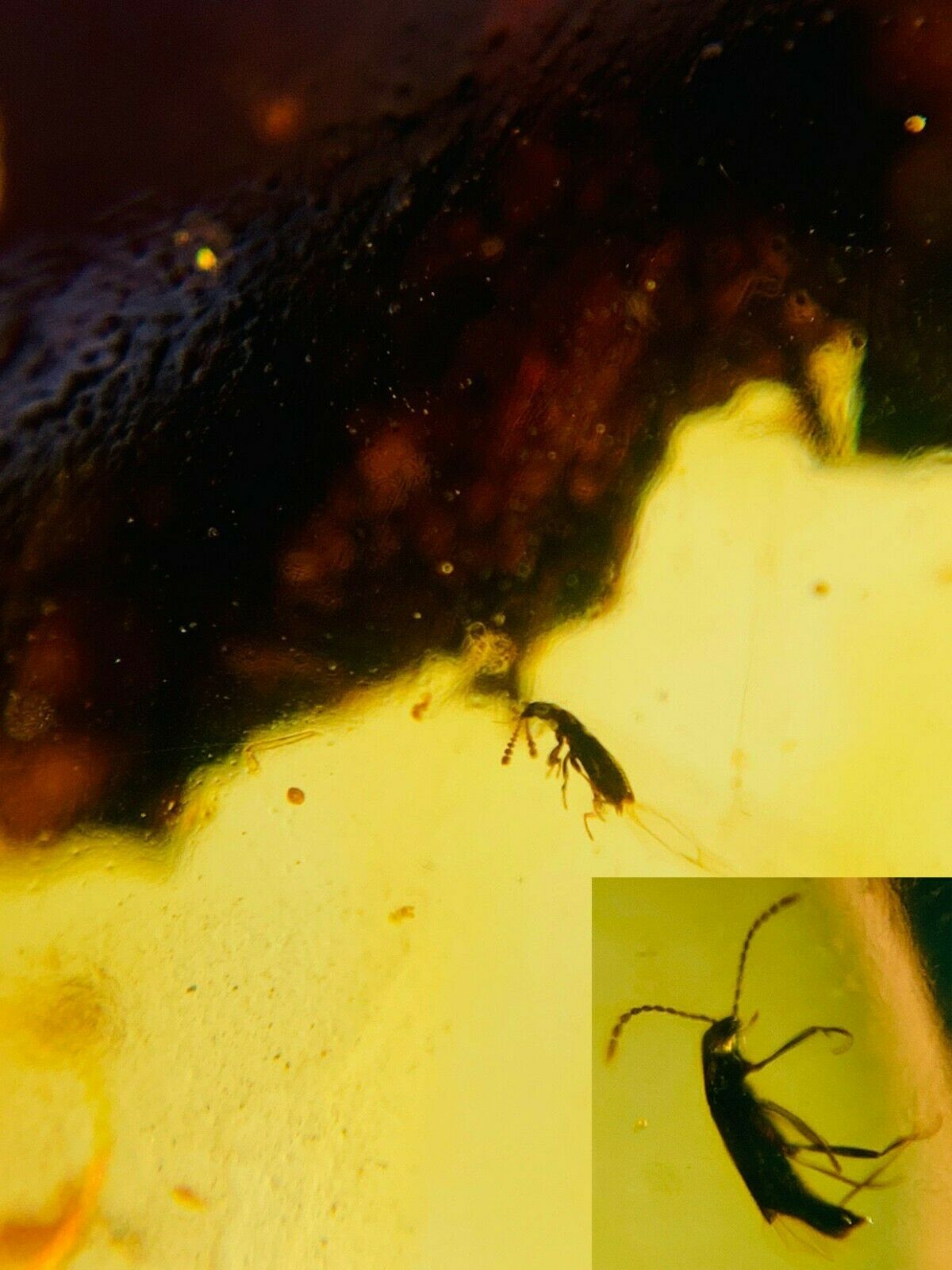 2 Unique Beetles&plant Burmite Myanmar Burmese Amber Insect Fossil ...